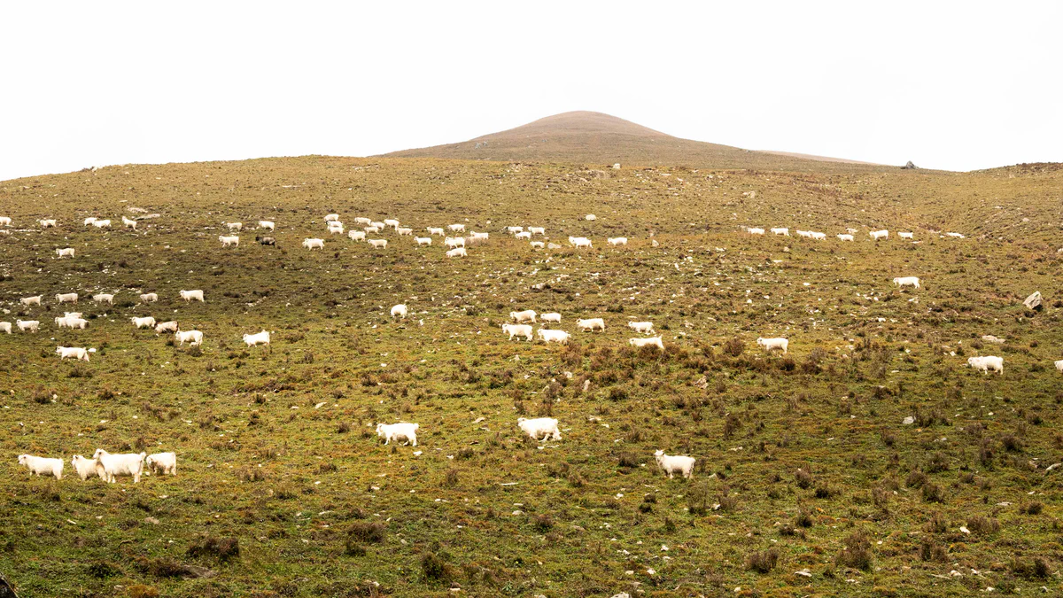 DSC_2255.jpg