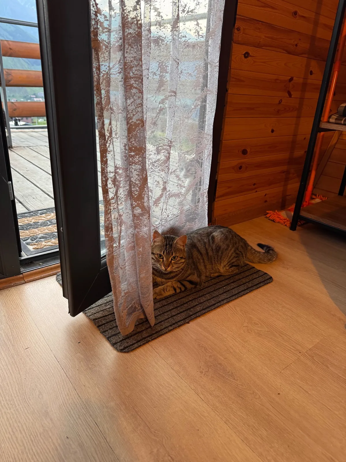 T&T 附近一只小猫,总爱趁我们不注意溜进屋里